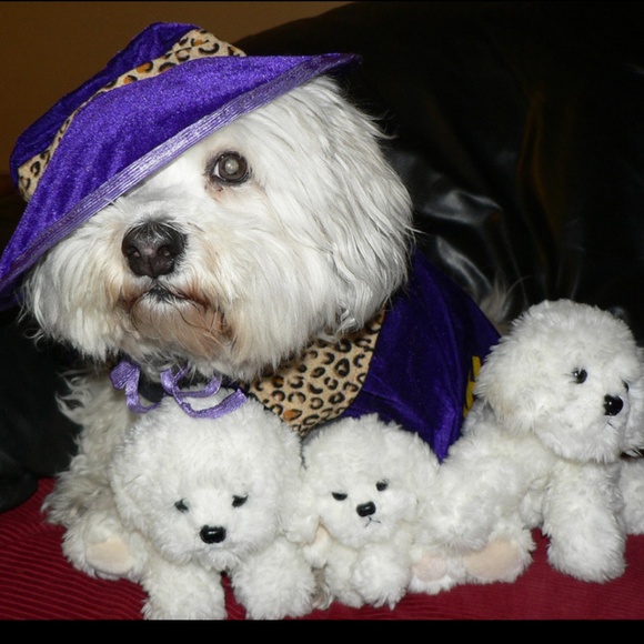 Meet your Posher, Mimiu - Picture 1 of 1